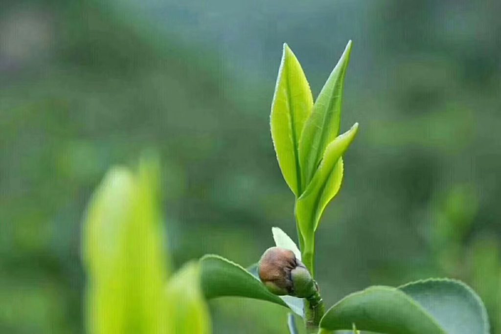 富硒黄金茶是什么茶(富硒黄金茶怎样冲泡)-硒宝网