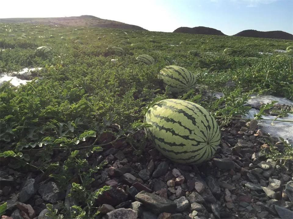 硒砂瓜为什么会被叫停(宁夏中卫禁止种植的原因)-硒宝网