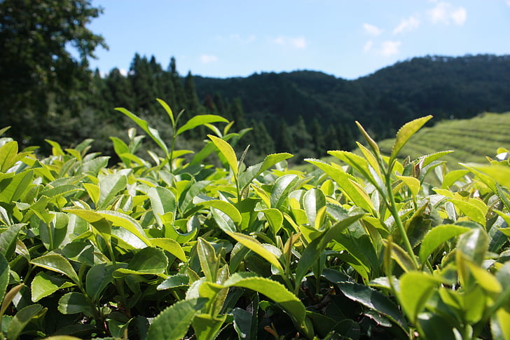富硒茶有用吗(以富硒茶真的可以补硒吗)-硒宝网