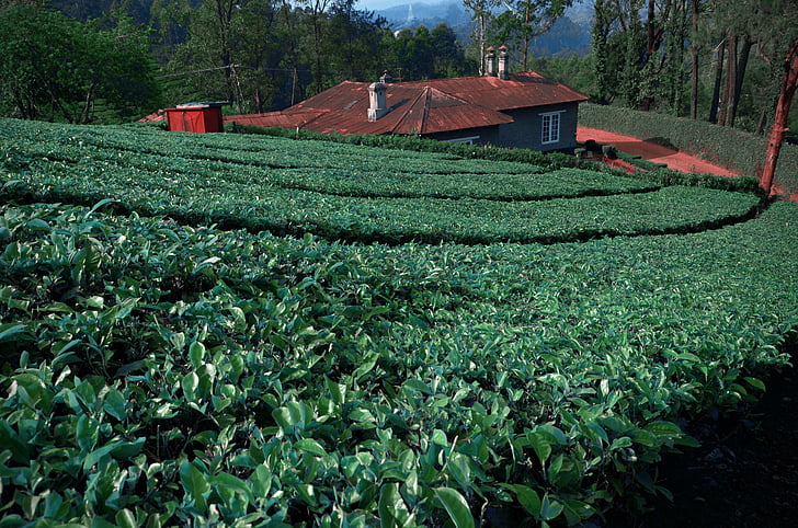 富硒绿茶哪里最好(富硒茶哪个产地最好)-硒宝网