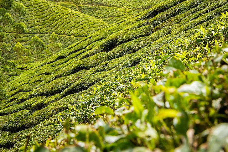 富硒茶哪个产地最好(中国富硒茶哪些地方产)-硒宝网
