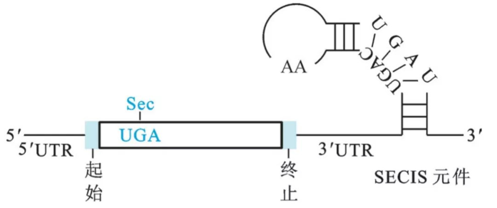 硒代半胱氨酸作用(作用机理和理化性质)-硒宝网