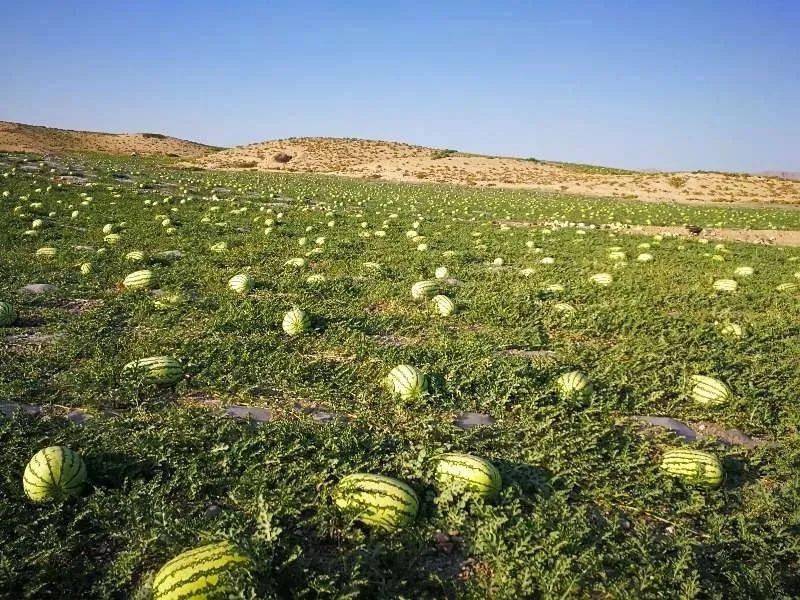 宁夏中卫硒砂瓜(中宁硒砂瓜是什么瓜)-硒宝网