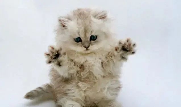 国产猫粮良心推荐(哪个品牌国产猫粮好)-硒宝网