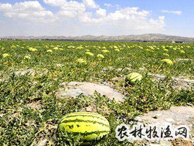 中卫富硒硒砂瓜(中卫硒砂瓜的特点百度知道)-硒宝网
