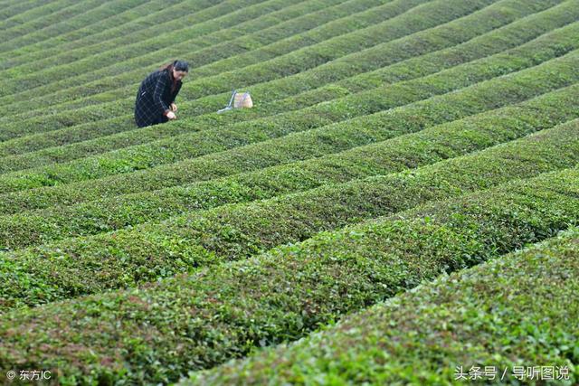 凤岗茶锌硒茶(凤冈锌硒茶属于什么茶)-硒宝网