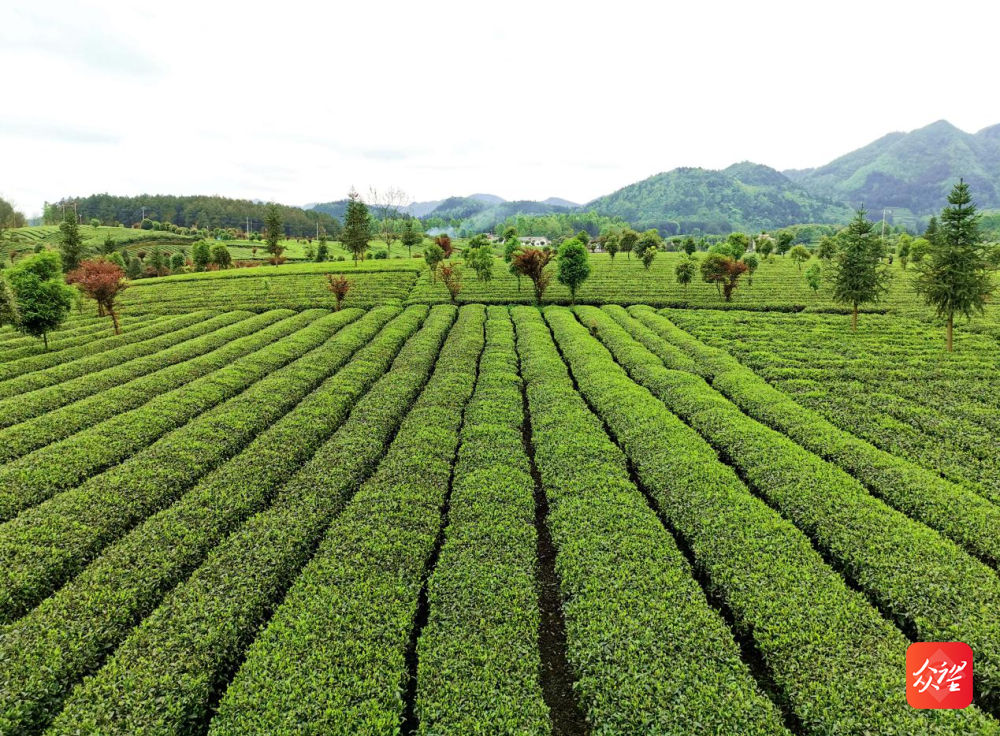 凤岗茶锌硒茶(凤冈锌硒茶属于什么茶)-硒宝网