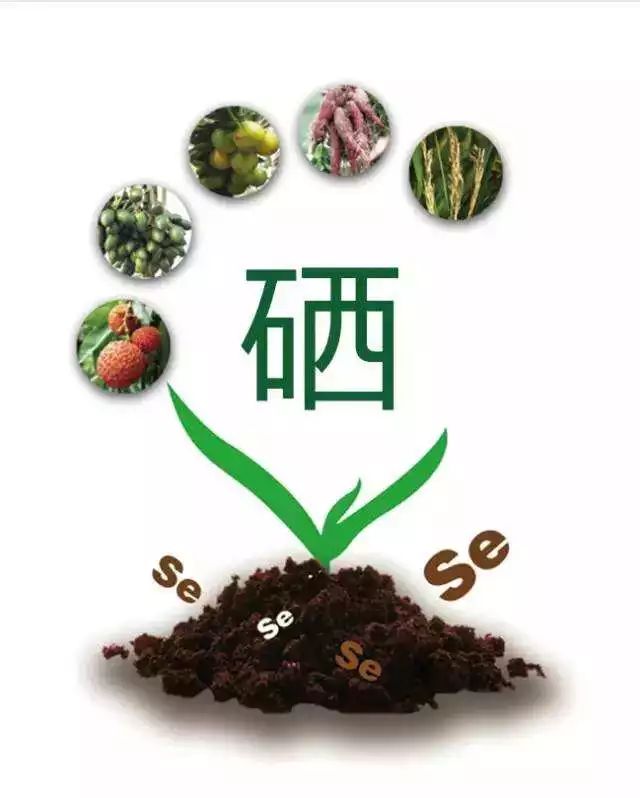 富硒产品是什么(富硒产品是骗局吗)-硒宝网