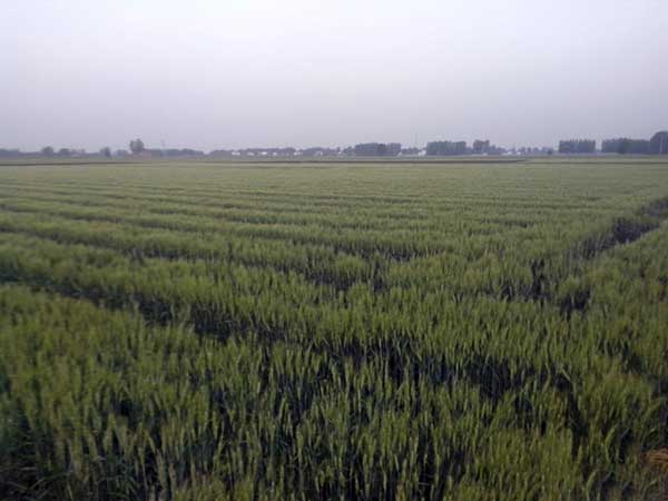 富硒小麦多少钱一斤(黑小麦种子价格)-硒宝网