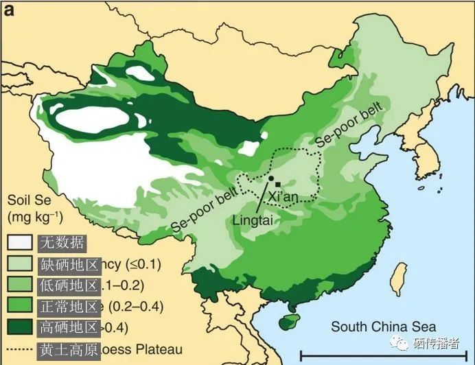 儿童缺硒怎么补(小孩缺硒有什么影响)-硒宝网