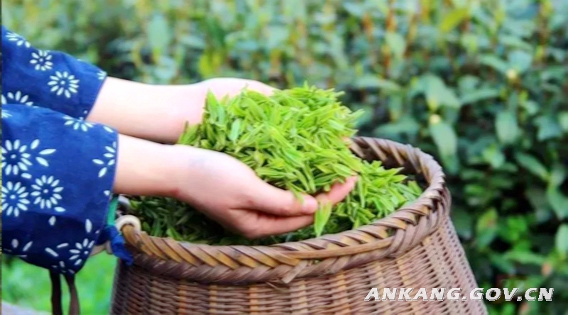 安康富硒茶属于什么茶(安康富硒茶的功效与作用)-硒宝网