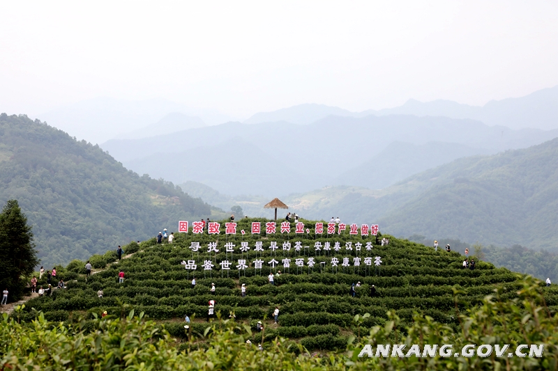 安康富硒茶属于什么茶(安康富硒茶的功效与作用)-硒宝网