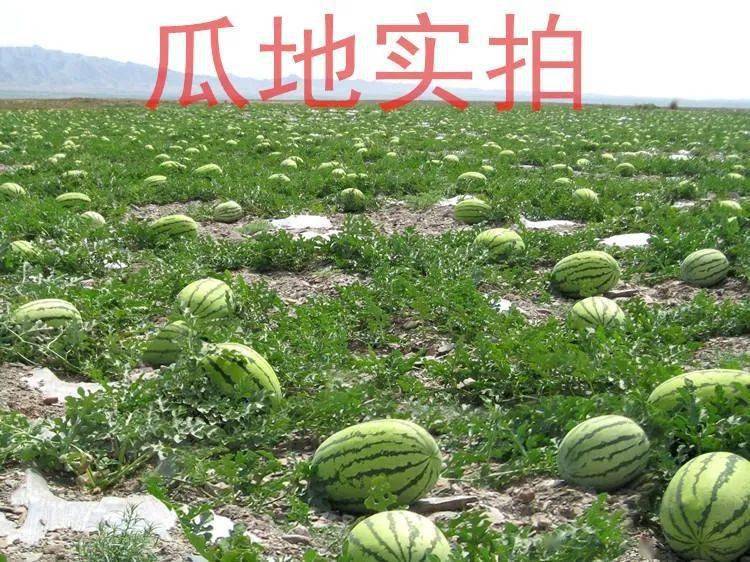 宁夏硒砂瓜多少钱