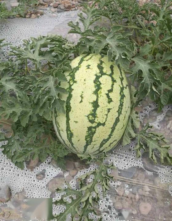 宁夏硒砂瓜多少钱