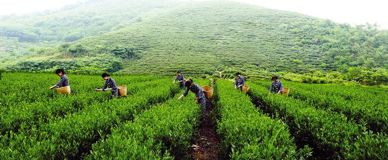 安康富硒茶属于什么茶(安康富硒茶属于绿茶吗)-硒宝网
