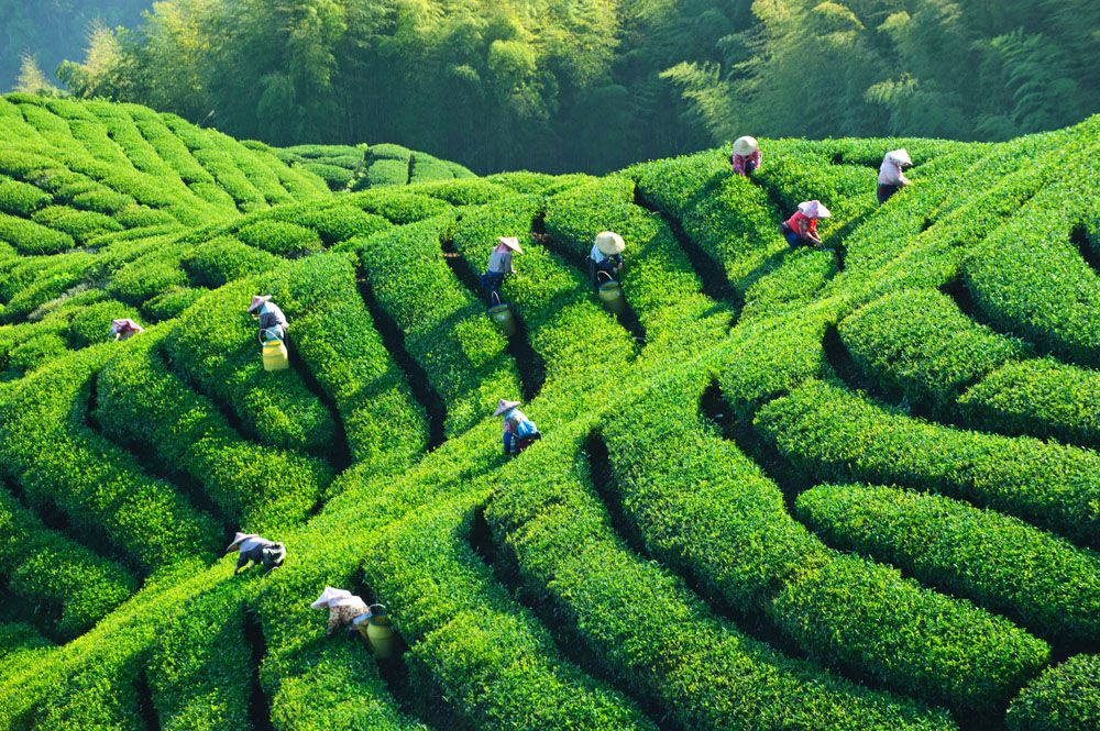 安康富硒茶属于什么茶(安康富硒茶属于绿茶吗)-硒宝网