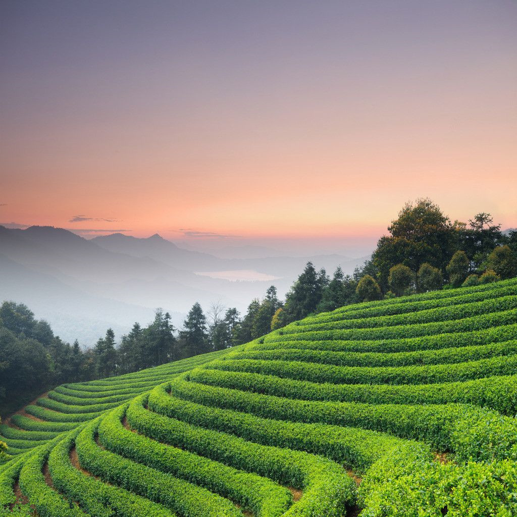 安康富硒茶属于什么茶(安康富硒茶属于绿茶吗)-硒宝网