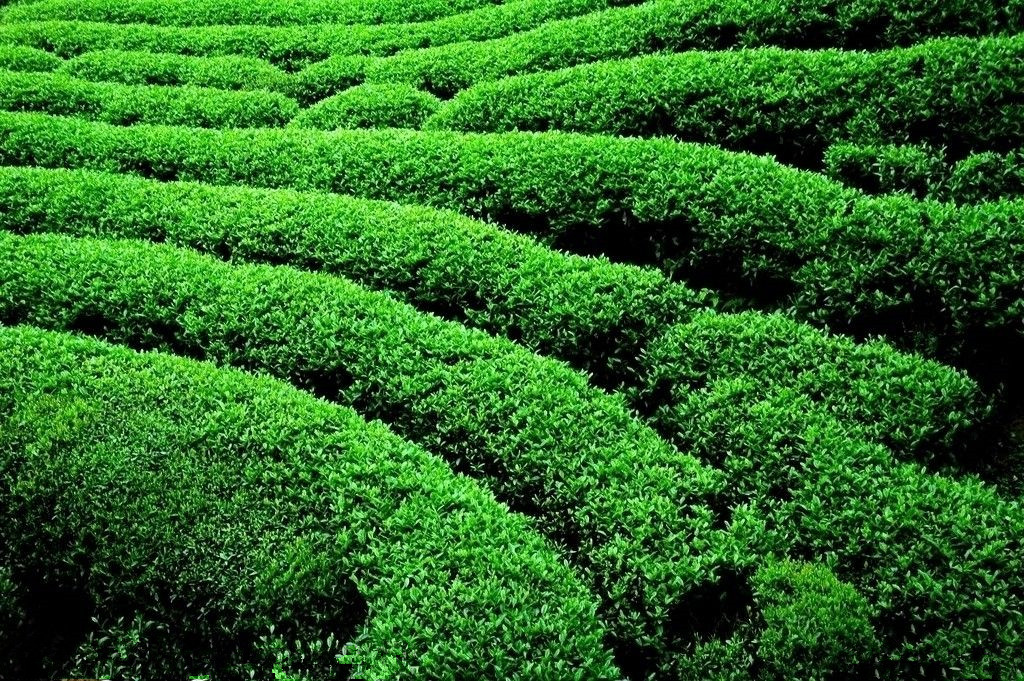 安康富硒茶属于什么茶(安康富硒茶属于绿茶吗)-硒宝网