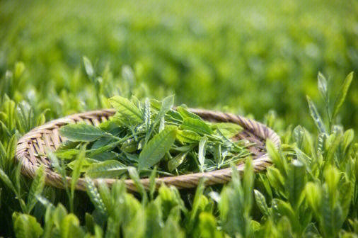 仙寓山富硒茶(仙寓山硒茶价格)-硒宝网