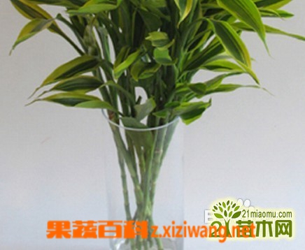 富硒藤茶功效(富硒藤茶的冲泡方法)-硒宝网