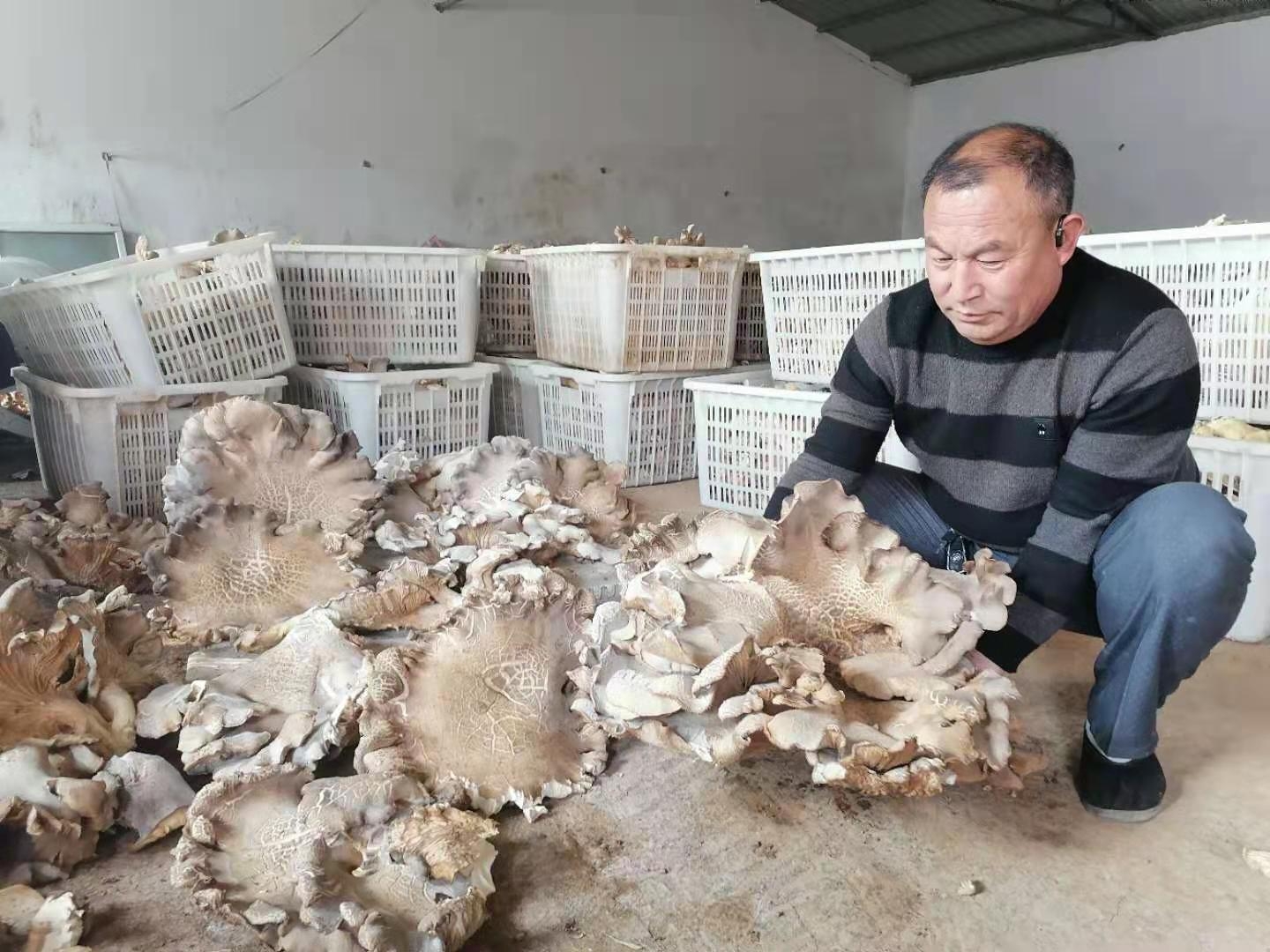 富硒食用菌(中农科富硒食用菌种植)-硒宝网