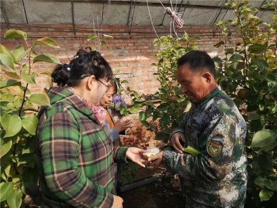 富硒梨是什么品种(富硒梨价格)-硒宝网
