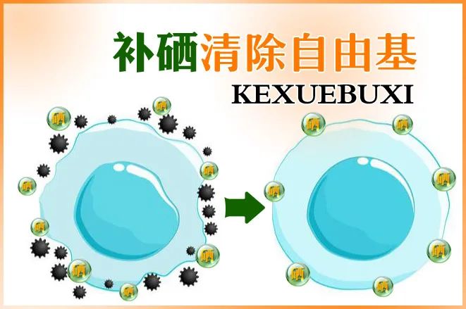 硒的提取方法(如何提取硒元素)-硒宝网
