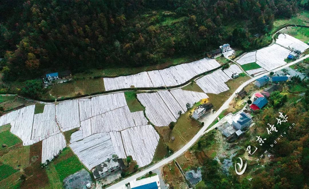 发展富硒产业好处(富硒产业发展的方向和政策)-硒宝网