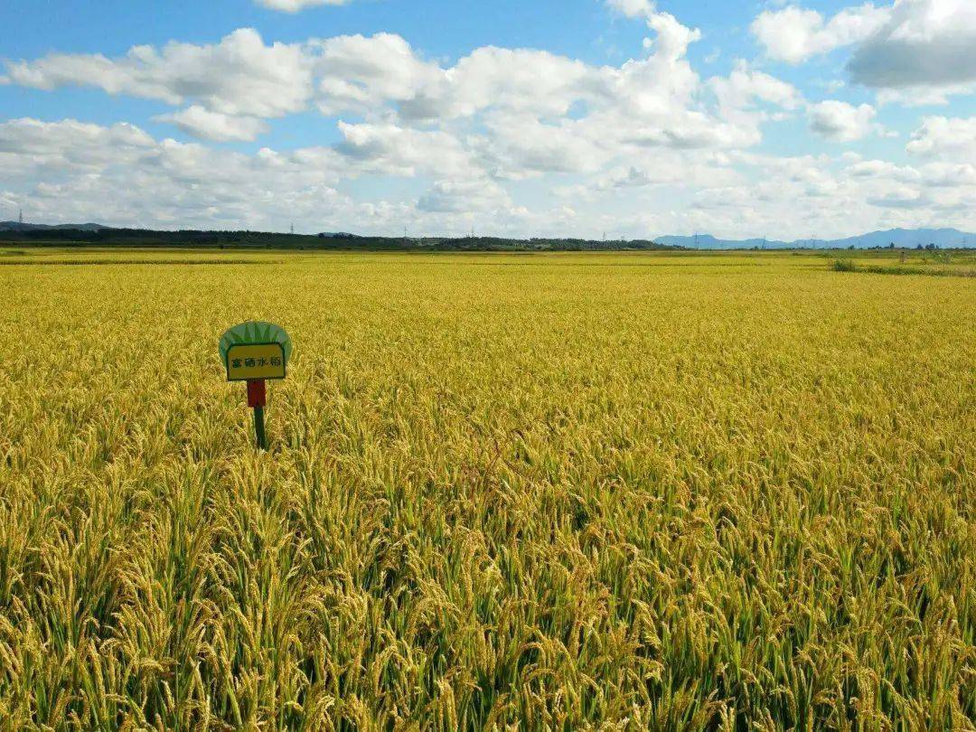 富硒产品的作用