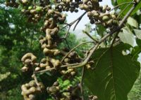 陕西富硒茶的功效与作用(陕西富硒茶属于什么茶)-硒宝网