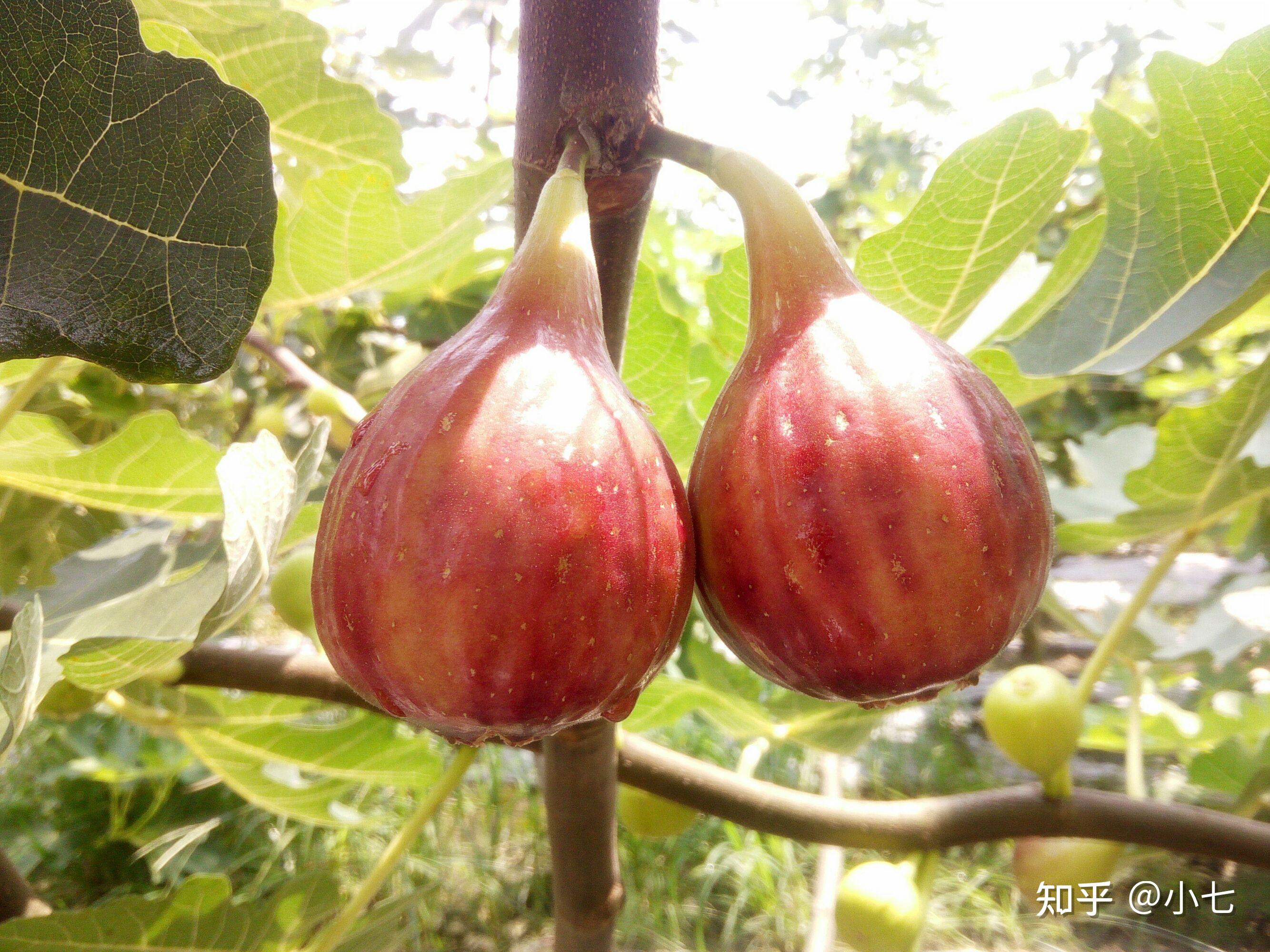 什么水果富硒(水果富硒改造方案)-硒宝网