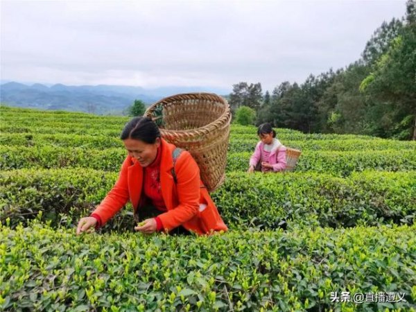 凤冈锌硒茶价格表(锌硒茶多少钱一斤)-硒宝网
