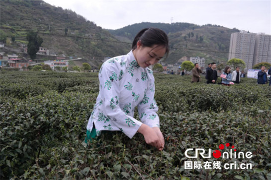 富硒茶是什么品牌(中国十大富硒茶品牌)-硒宝网