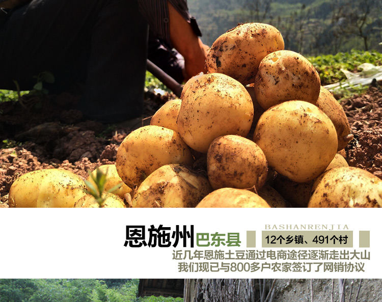 富硒土豆简介(富硒土豆和普通土豆的区别)-硒宝网