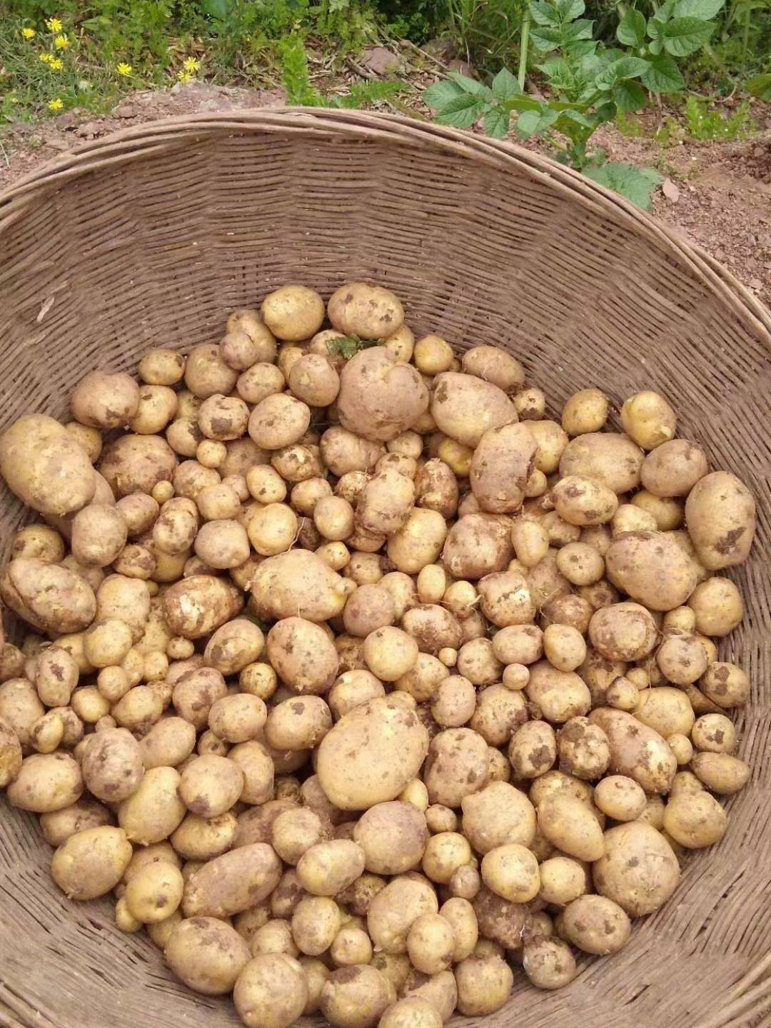 富硒土豆简介(富硒土豆和普通土豆的区别)-硒宝网
