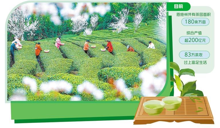 恩施富硒茶叶(湖北恩施茶叶品牌)-硒宝网