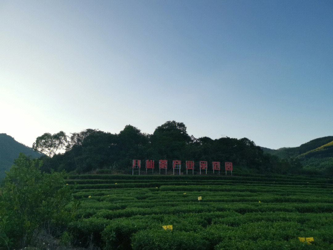 诏安富硒八仙茶(诏安富硒八仙茶属于什么茶)-硒宝网