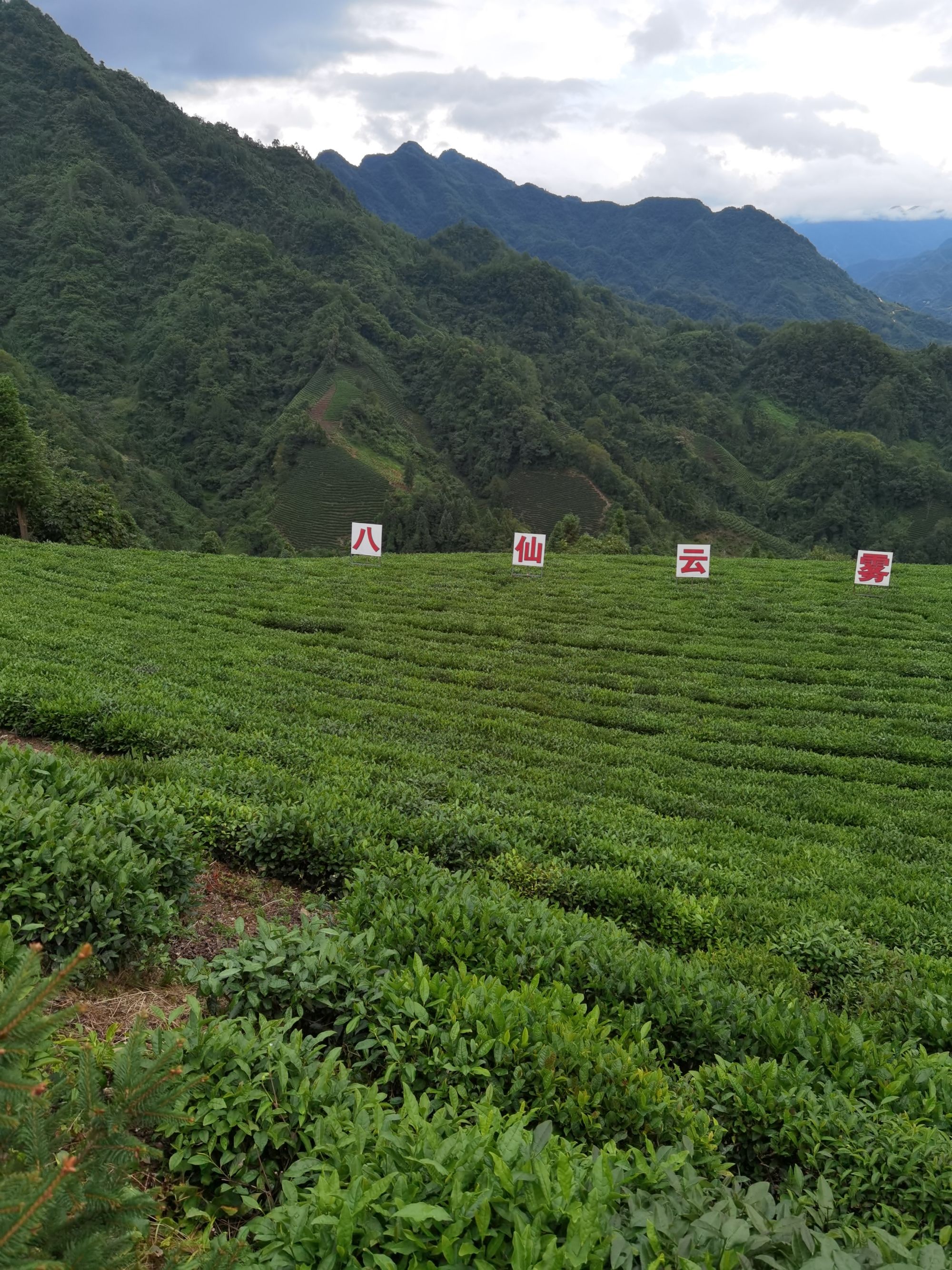 诏安富硒八仙茶(诏安富硒八仙茶属于什么茶)-硒宝网