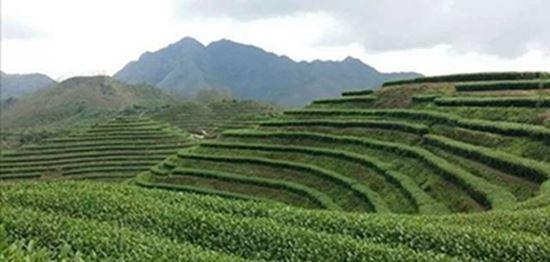 野生富硒茶是什么茶(富硒野茶是绿茶吗)-硒宝网