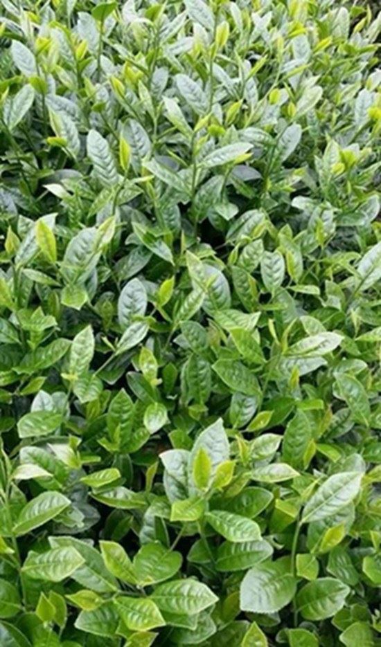 野生富硒茶是什么茶(富硒野茶是绿茶吗)-硒宝网