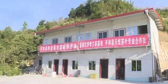 野生富硒茶是什么茶(富硒野茶是绿茶吗)-硒宝网