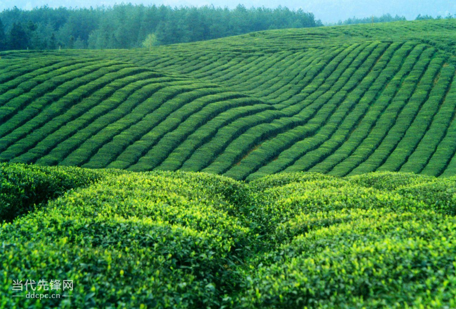 凤冈县锌硒茶(凤冈锌硒茶发展的优势)-硒宝网
