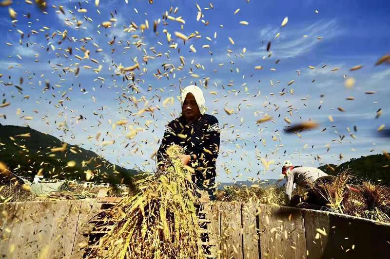 江西富硒米多少钱一斤(江西富硒米是哪里产的好)-硒宝网