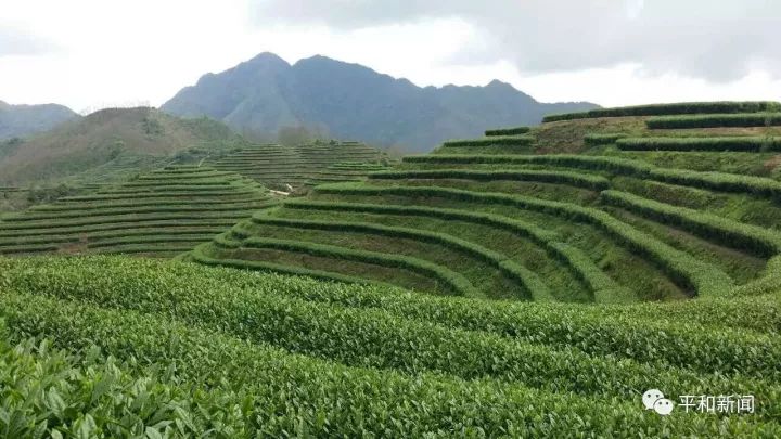含硒最好茶叶-富硒白芽奇兰茶(茶叶含硒的标准值)-硒宝网