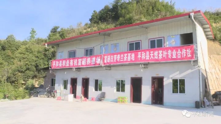 含硒最好茶叶-富硒白芽奇兰茶(茶叶含硒的标准值)-硒宝网