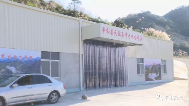含硒最好茶叶-富硒白芽奇兰茶(茶叶含硒的标准值)-硒宝网