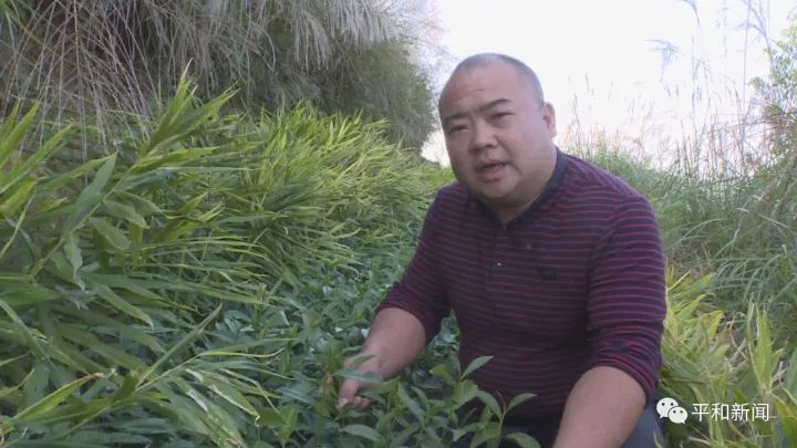 含硒最好茶叶-富硒白芽奇兰茶(茶叶含硒的标准值)-硒宝网