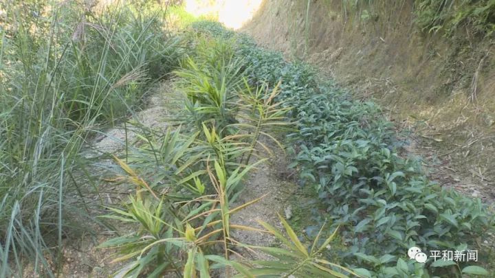 含硒最好茶叶-富硒白芽奇兰茶(茶叶含硒的标准值)-硒宝网