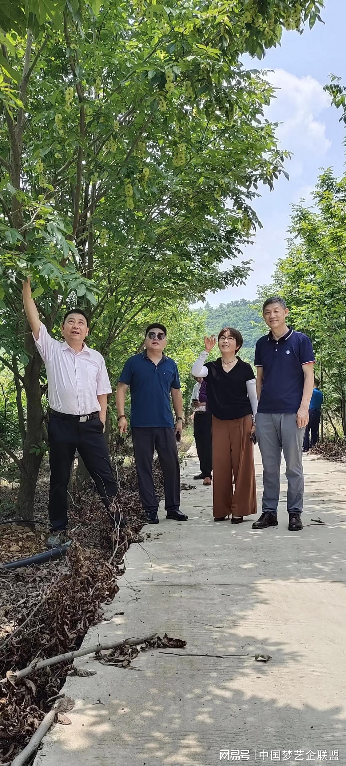 富硒青钱柳茶的功效(喝青钱柳茶有什么好处)-硒宝网