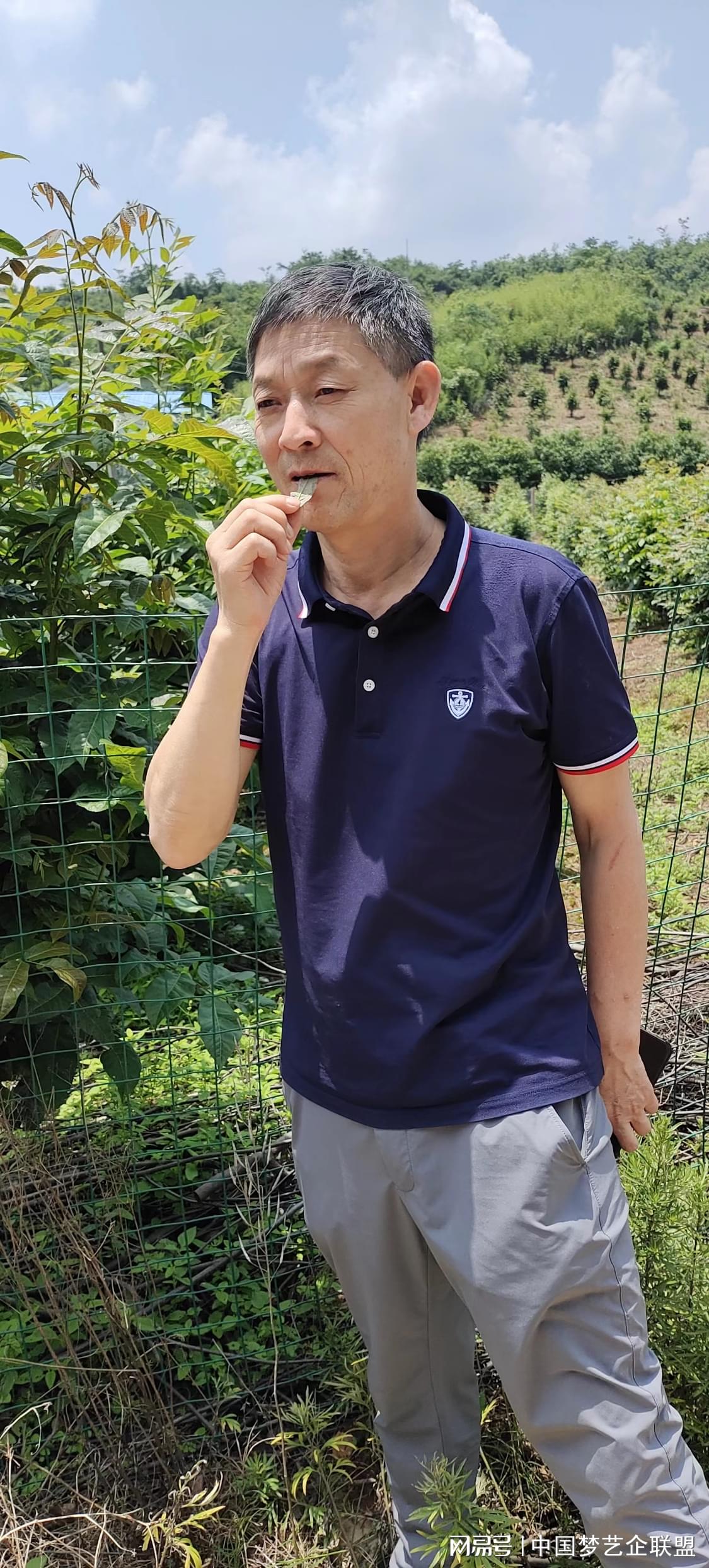 富硒青钱柳茶的功效(喝青钱柳茶有什么好处)-硒宝网